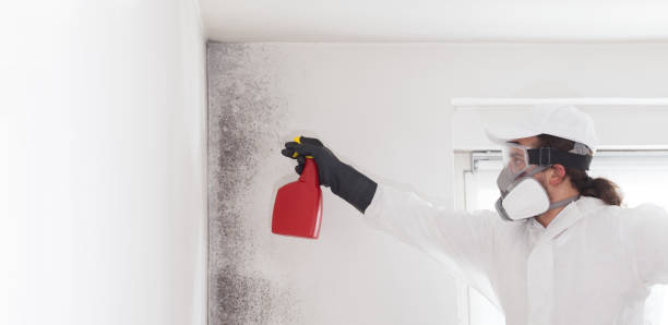 Best Local Mold Removal Service  in Matawan, NJ