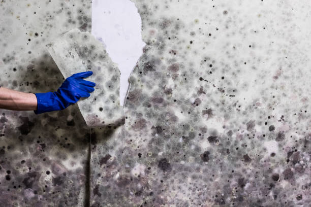 Best Black Mold Removal  in Matawan, NJ